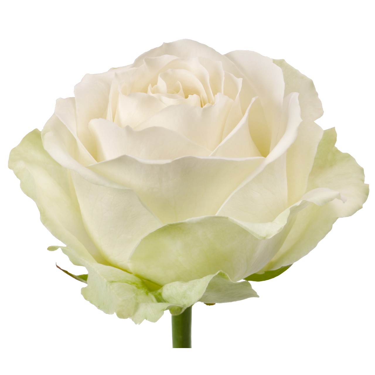 Avalanche rose