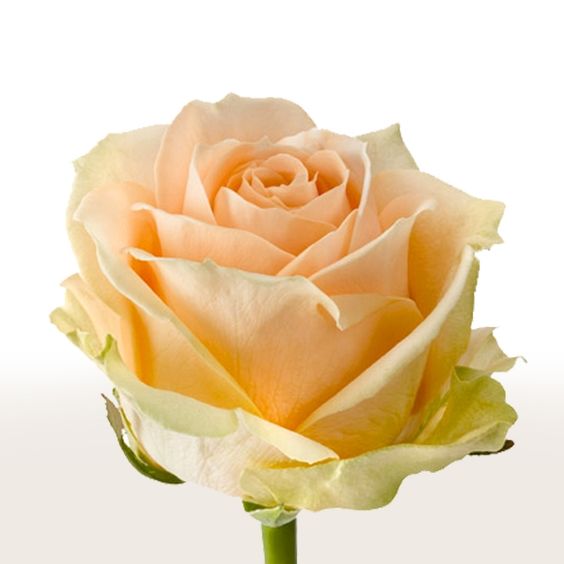 Peach rose